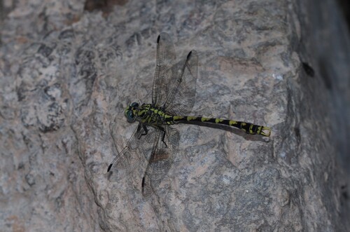 Large Pincertail