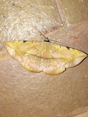 Hypopyra capensis