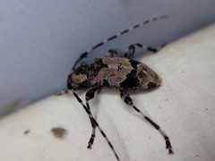 Graphisurus triangulifer