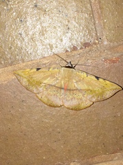 Hypopyra capensis