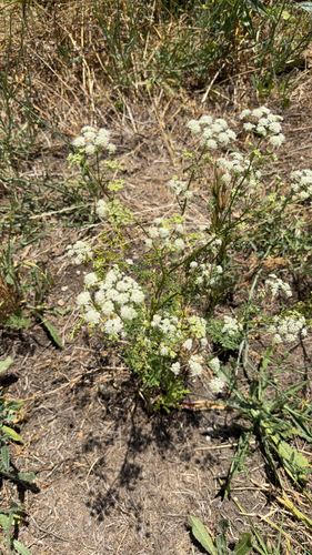poison hemlock