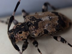 Graphisurus triangulifer