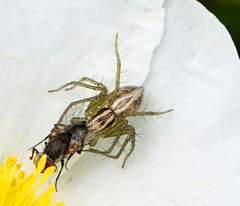 Oxyopes lineatus