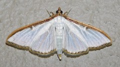 Cydalima