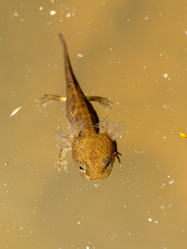 Fire Salamander