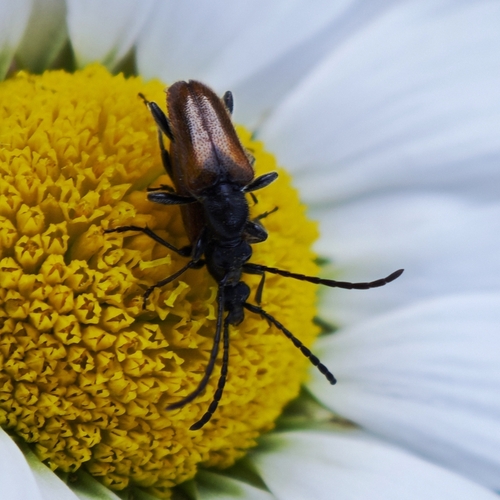 Fairy-ring Longhorn Beetle