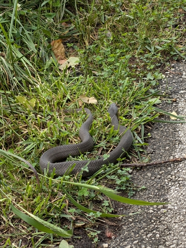 Plain-bellied Watersnake