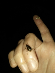 Paranomala undulata peruviana