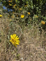 Grindelia hirsutula