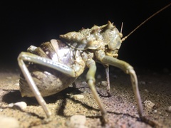 Enyaliopsis