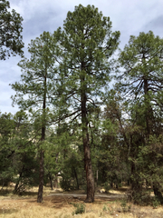 Pinus arizonica