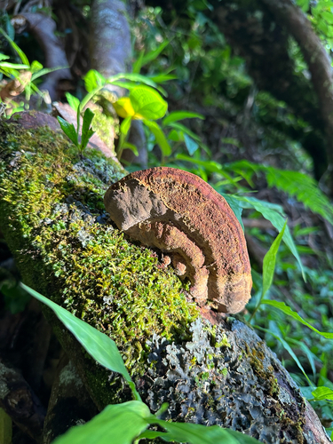 Phellinus gilvus observed 2026-05-30