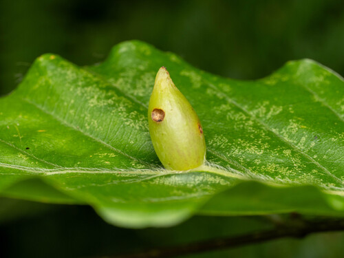 Beech Gall Midge