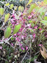 Epimedium