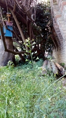 Capsella bursa-pastoris