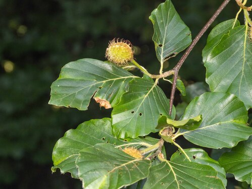 European beech