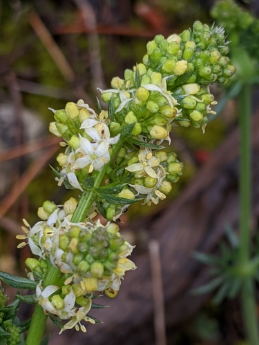Statusis lipikas nuotrauka