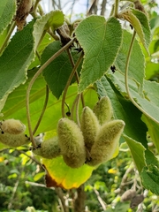 Helicteres jamaicensis