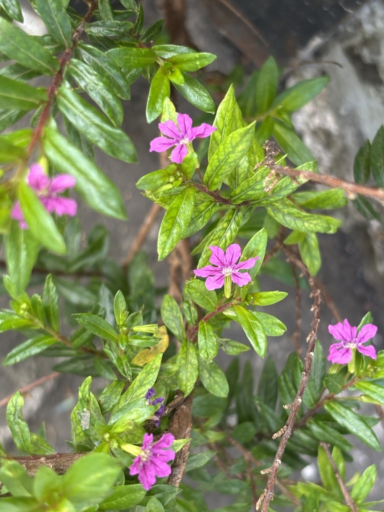 Cuphea hyssopifolia, 1a Calle Poniente, Antigua Guatemala, Sacatepéquez, GT