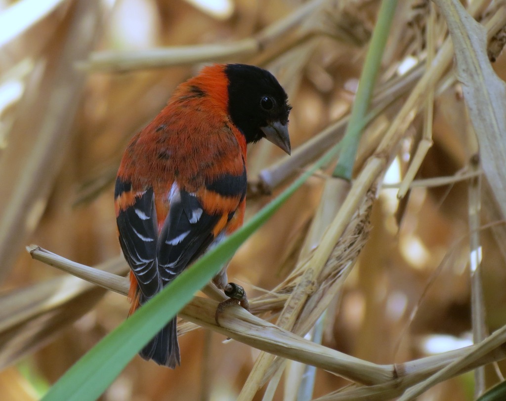 Red Siskin