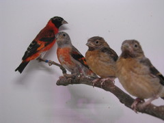 Red Siskin photo 3