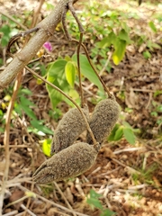 Helicteres jamaicensis