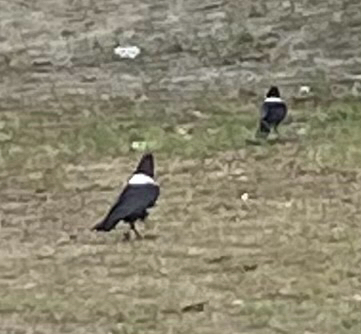Pied Crow