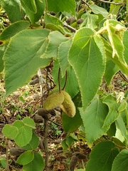 Helicteres jamaicensis