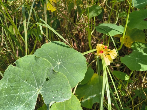 Tropaeolum majus observed 2026-06-14