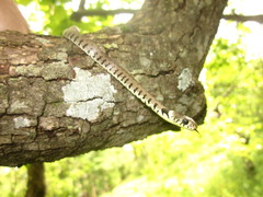 Natrix helvetica sicula