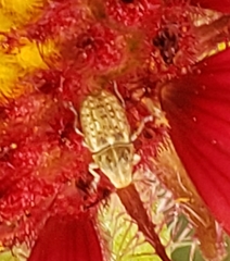 Trigonorhinus