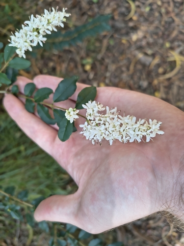 Ligustrum sinense, 2026-06-14