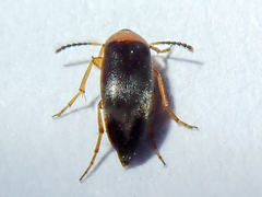 Anaspis thoracica