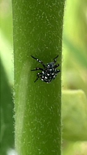Spotted Lanternfly
