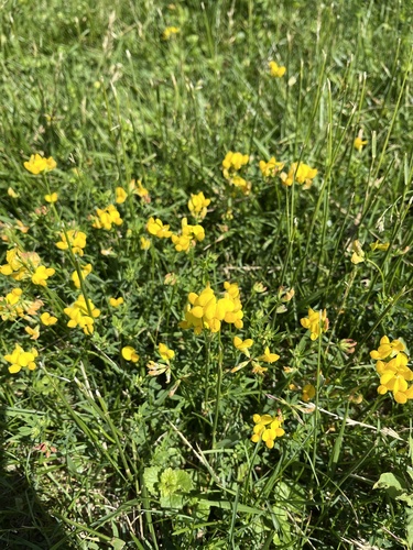 bird's-foot trefoil