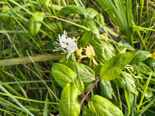 Lonicera japonica, 2026-06-14