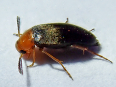 Anaspis thoracica