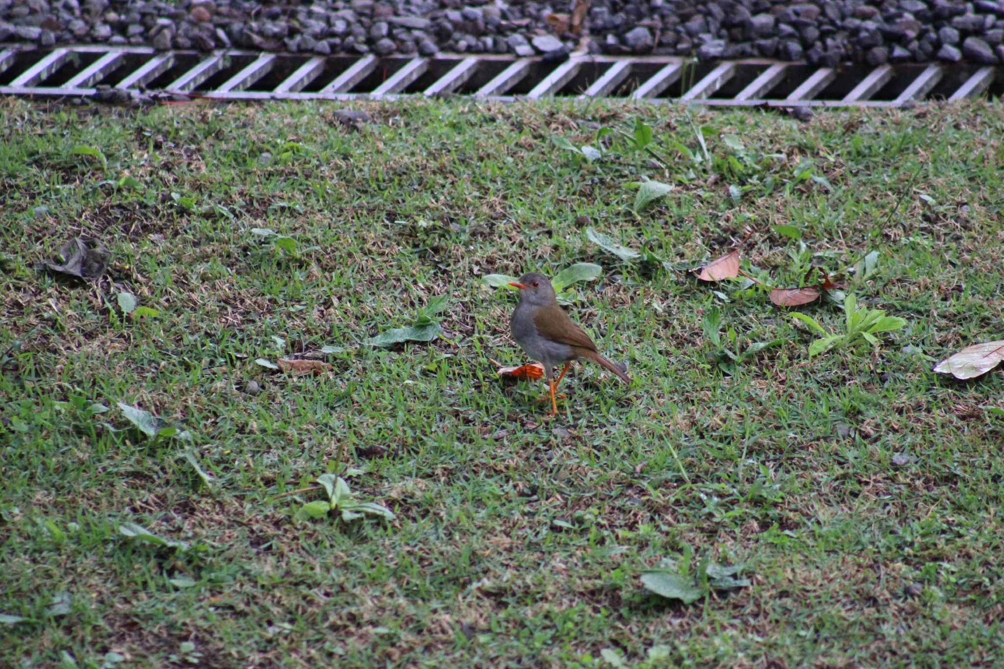 Orange-billed Nightingale-Thrush (Catharus aurantiirostris), photo 5