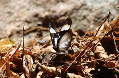 Hypolimnas anthedon wahlbergi