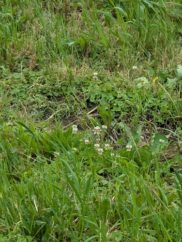 white clover