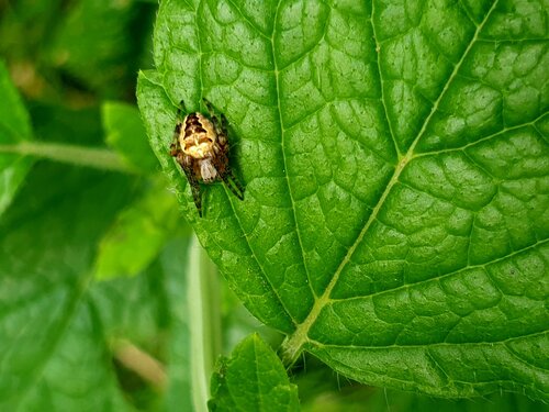 Cross Orbweaver