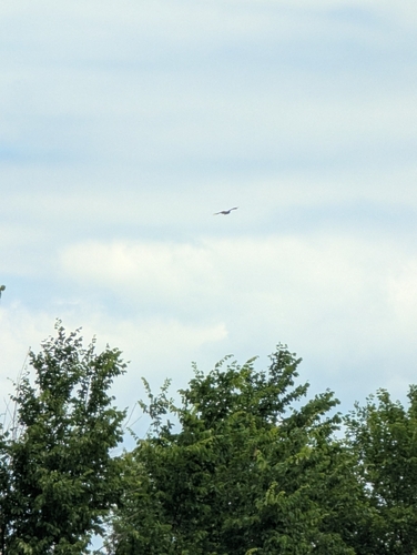 Turkey Vulture