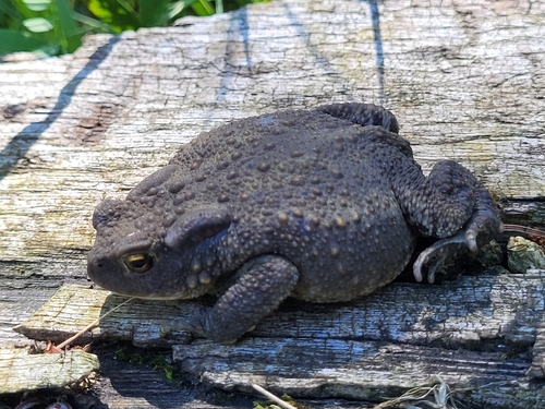 European Toad