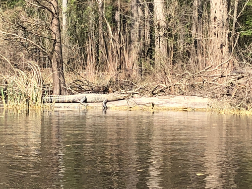 American Alligator photographed in Arkansas