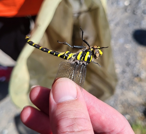 Golden-ringed Dragonfly