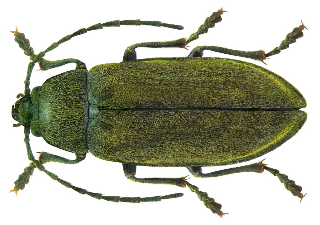 Orchid Beetle