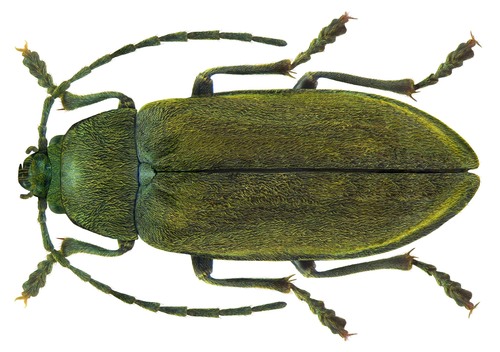 Orchid Beetle