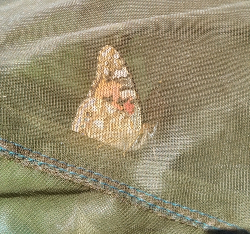 Painted Lady