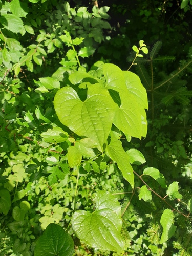 Black Bryony