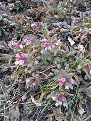 Pulmonaria saccharata